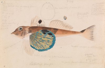 Butterfly Gurnard, Lepidotrigla vanessa by Arthur Bartholomew